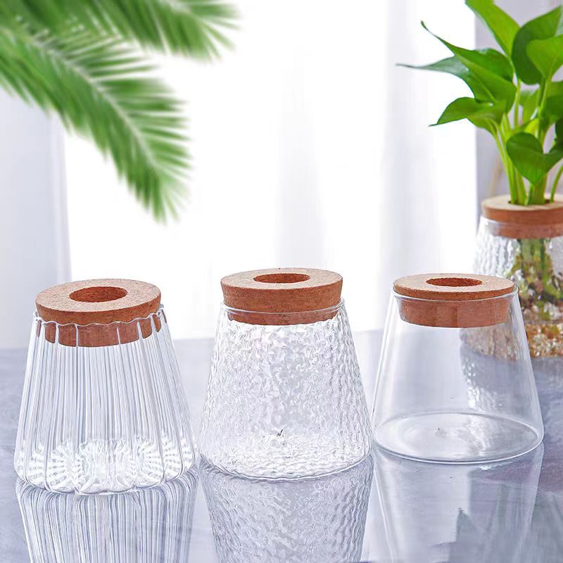 Creative Glass Ecological Decor: Start a Miniature Natural Life 🐟🌱
